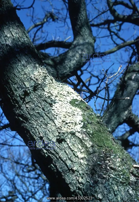 : OAK - trunk with Lichens : OAK - trunk with Lichens