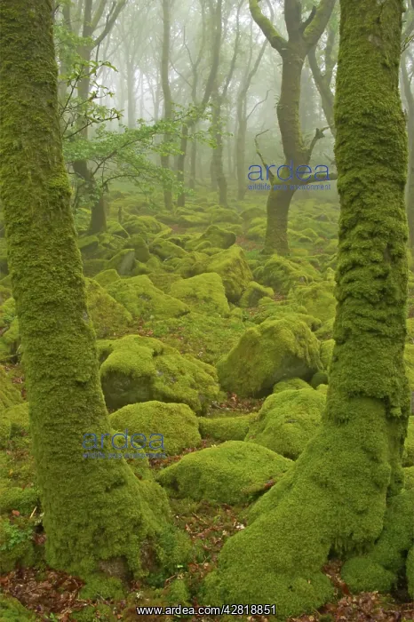 : Oak Woodland and Moss Covered Boulders : Oak Woodland and Moss Covered Boulders