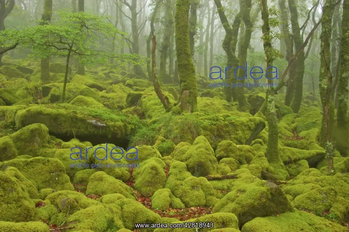 : Oak Woodland and Moss Covered Boulders : Oak Woodland and Moss Covered Boulders