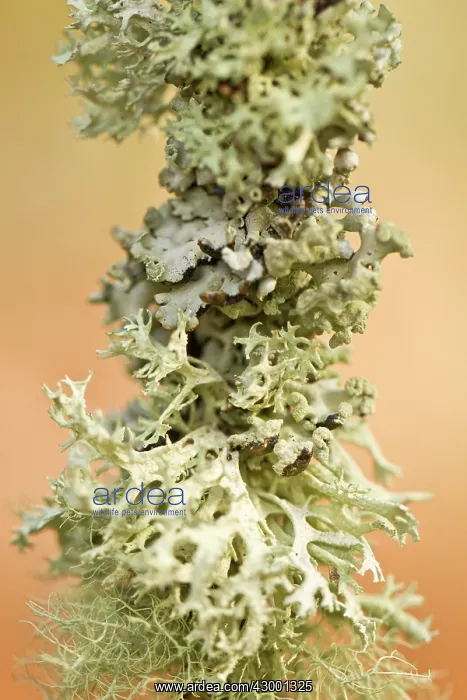 : Oakmoss - lichen on a branch detail : Oakmoss - lichen on a branch detail