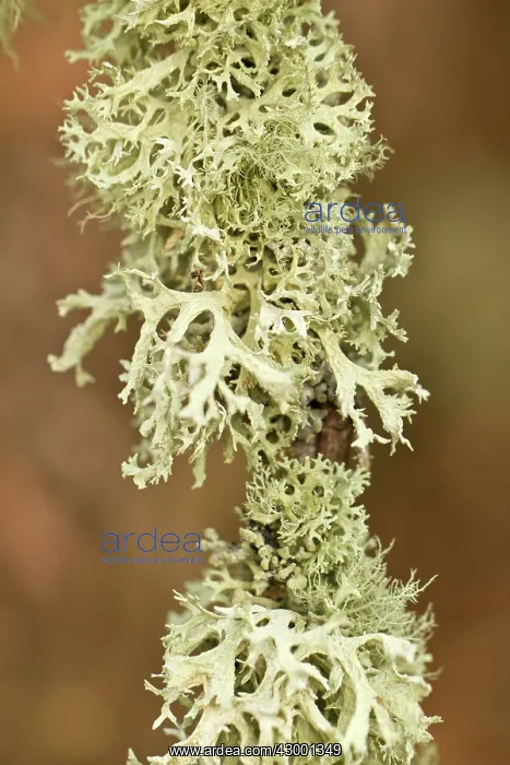 : Oakmoss - lichen on a branch detail : Oakmoss - lichen on a branch detail