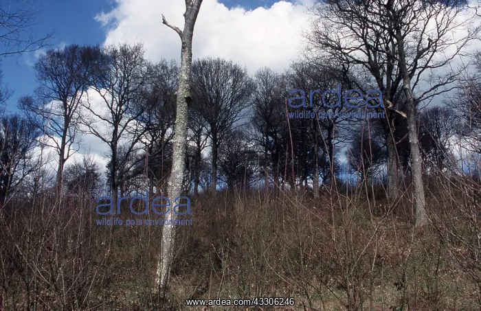 : Oaks and Coppice Chestnut : Oaks and Coppice Chestnut