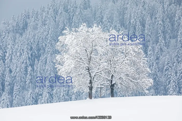 : Two oaks and cross, Canton Zug Switzerland : Two oaks and cross, Canton Zug Switzerland