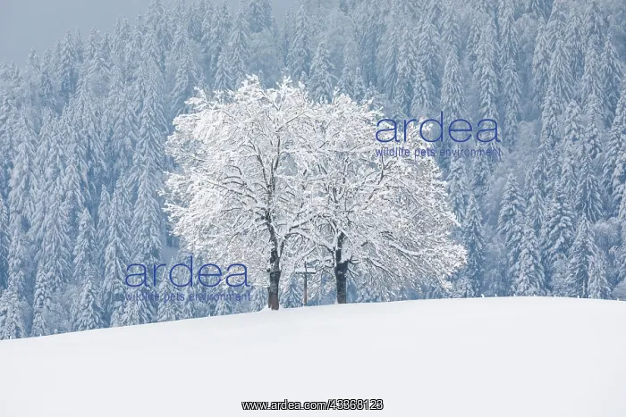 : Two oaks and cross, Canton Zug Switzerland : Two oaks and cross, Canton Zug Switzerland