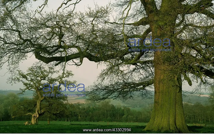 : OAKS IN PARKLAND : OAKS IN PARKLAND
