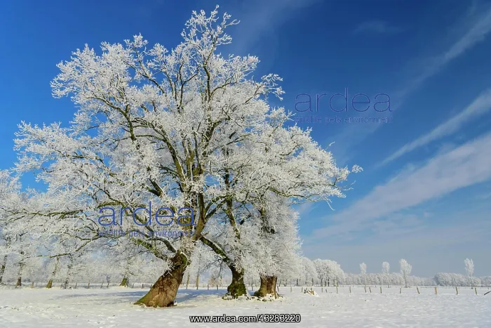 : Oaks (Quercus ) with hoar frost in winter, Elsten : Oaks (Quercus ) with hoar frost in winter, Elsten