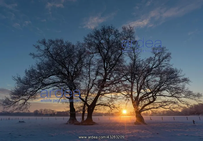 : Oaks (Quercus) in winter at sunrise, silhouette : Oaks (Quercus) in winter at sunrise, silhouette