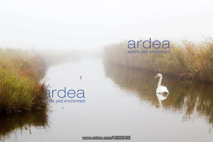 : Oare Marshes - with Mute Swan : Oare Marshes - with Mute Swan