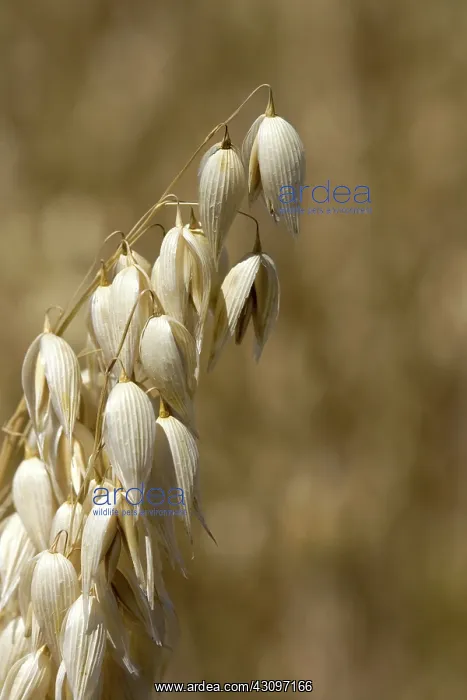 : Oat Crop. Crop of ripe oats in the Willamette Valley of Oregon, USA : Oat Crop. Crop of ripe oats in the Willamette Valley of Oregon, USA