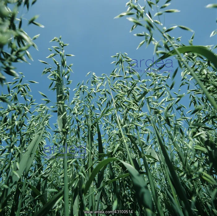 : Oat crop in green ear : Oat crop in green ear