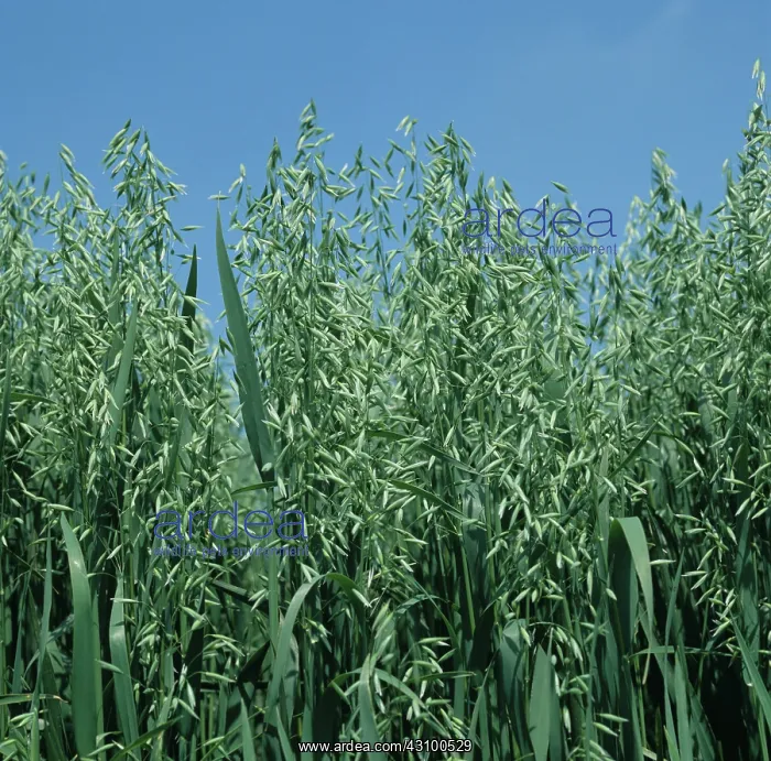 : Oat crop in green ear : Oat crop in green ear