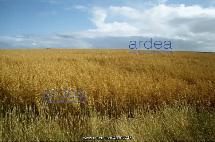 : OAT FIELD - ripe : OAT FIELD - ripe