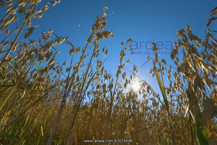 : Oat Field ripe oat crop Summer : Oat Field ripe oat crop Summer