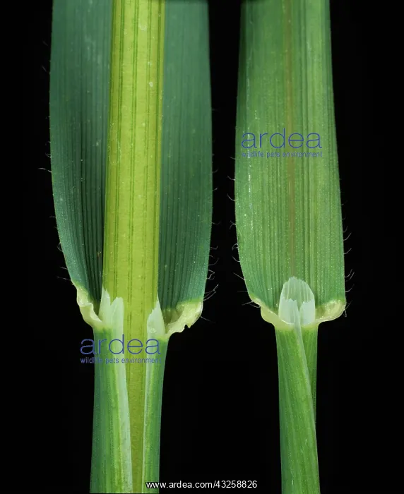 : Oat leaf ligule and leaf sheath : Oat leaf ligule and leaf sheath