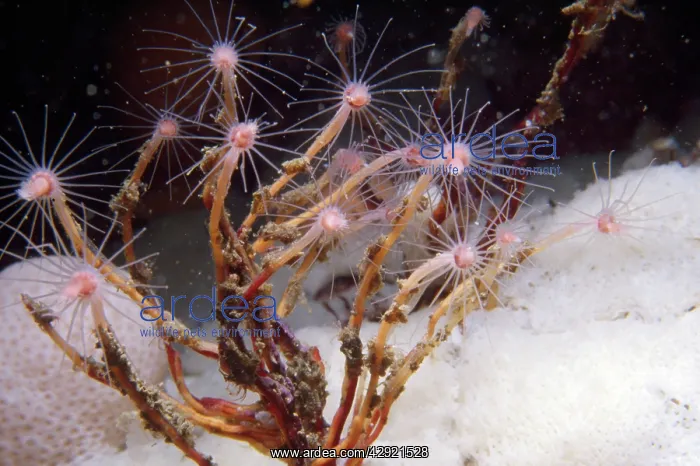 : Oaten Pipe Hydroid - type of colonial hydroid : Oaten Pipe Hydroid - type of colonial hydroid