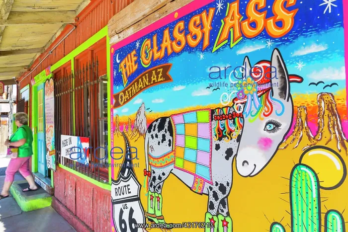 : Oatman, U.S. Route 66 (US 66 or Route 66), Arizona : Oatman, U.S. Route 66 (US 66 or Route 66), Arizona