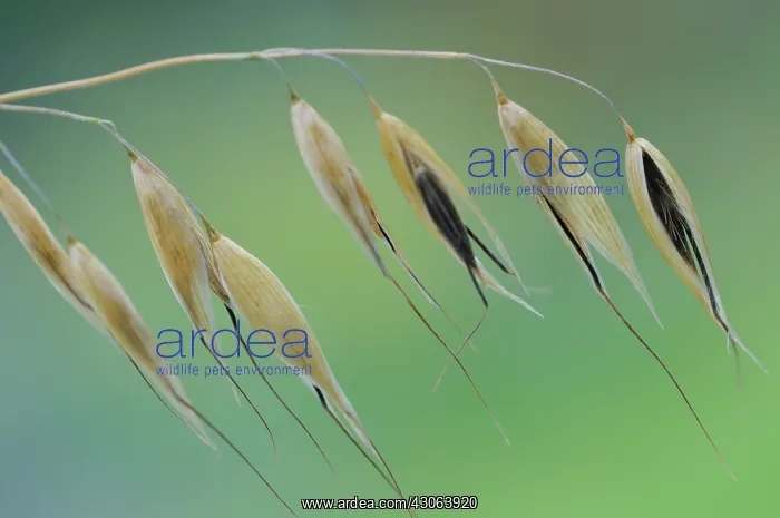 : Oats, Avena : Oats, Avena