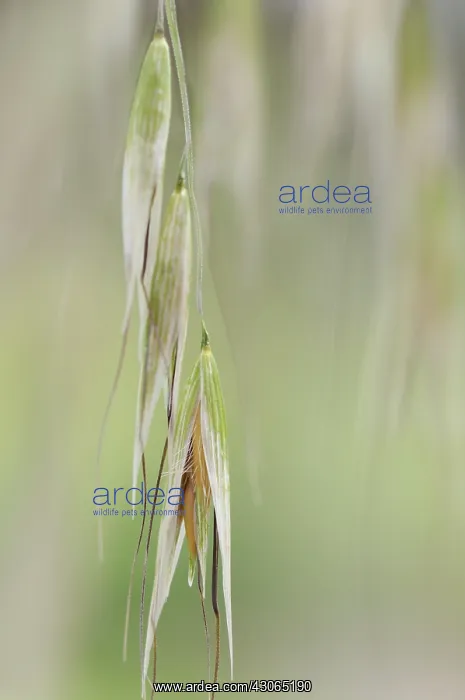  : Oats, Avena