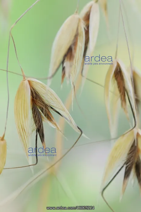 : Oats, Avena : Oats, Avena