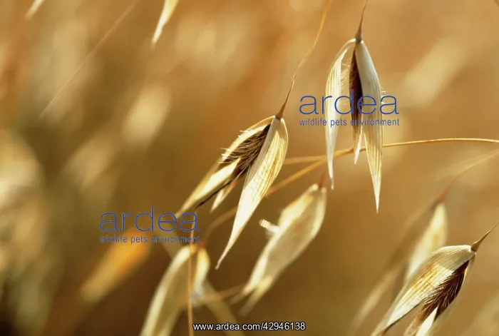 : Oats, Avena ludovieiana : Oats, Avena ludovieiana