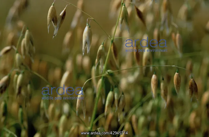 : Oats, Avena sativa