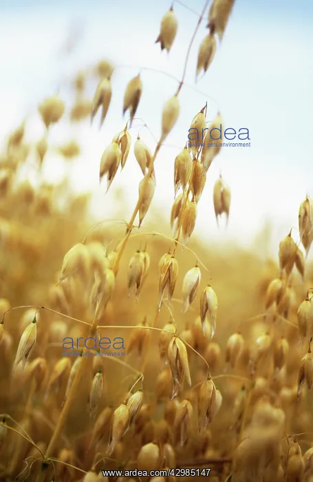 : Oats, Avena sativa : Oats, Avena sativa