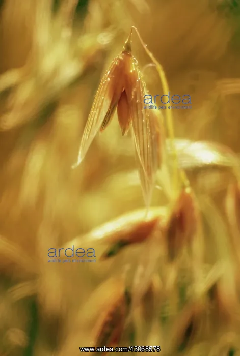 : Oats, Avena sativa : Oats, Avena sativa