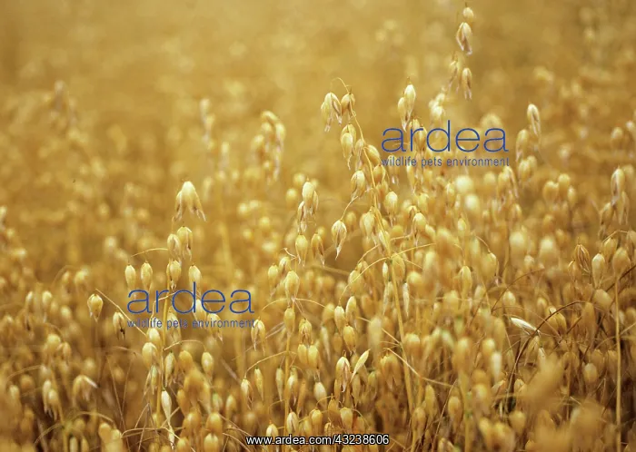 : Oats, Avena sativa : Oats, Avena sativa