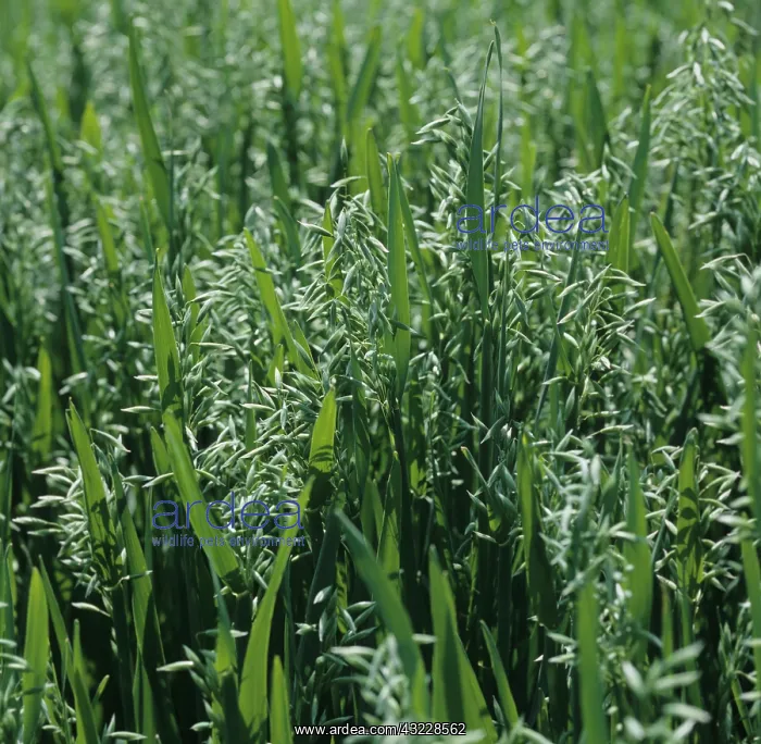 : Oats at ear emergence : Oats at ear emergence