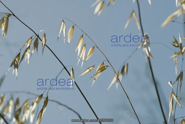 : Oats, Wild oats, Avena fatua : Oats, Wild oats, Avena fatua