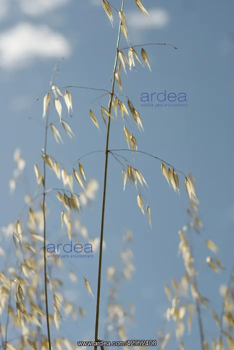 : Oats, Wild oats, Avena fatua : Oats, Wild oats, Avena fatua