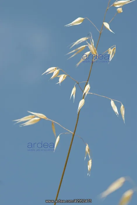 : Oats, Wild oats, Avena fatua : Oats, Wild oats, Avena fatua