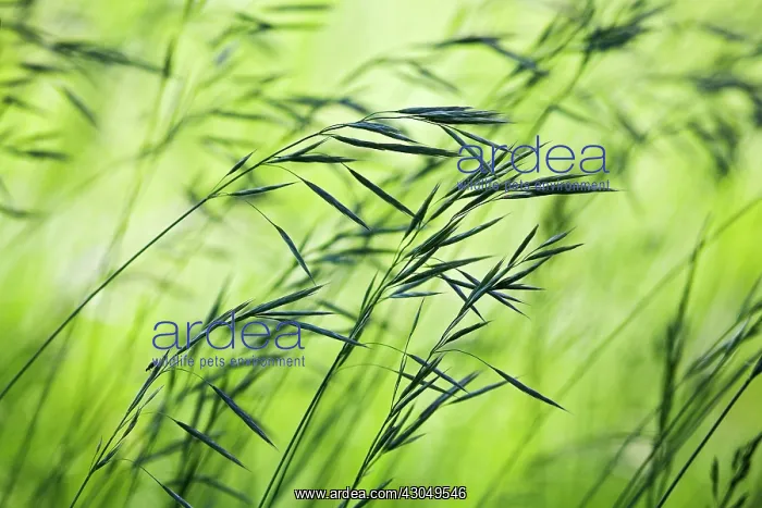 : Oats, Wild oats, Avena fatua : Oats, Wild oats, Avena fatua