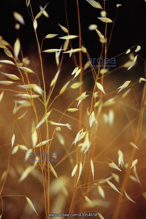 : Oats, Wild oats, Avena fatua : Oats, Wild oats, Avena fatua