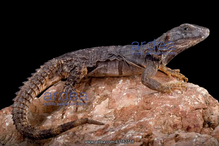 : Oaxaca Spiny-tailed Iguana (Ctenosaura oaxacana) : Oaxaca Spiny-tailed Iguana (Ctenosaura oaxacana)
