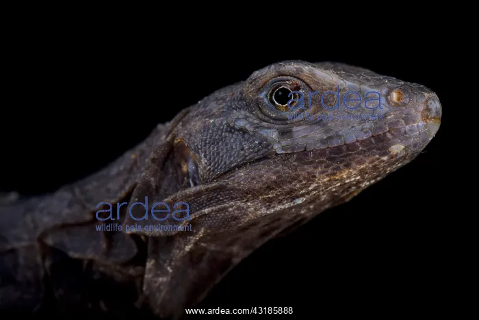 : Oaxaca Spiny-tailed Iguana (Ctenosaura oaxacana) : Oaxaca Spiny-tailed Iguana (Ctenosaura oaxacana)