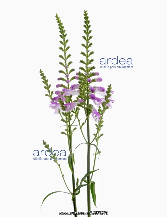 : Obedient plant : Obedient plant