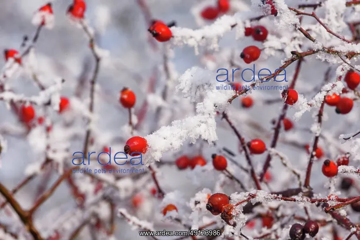 : Obernai, Dog rose, Hedge rose or Dog rose, frosted : Obernai, Dog rose, Hedge rose or Dog rose, frosted