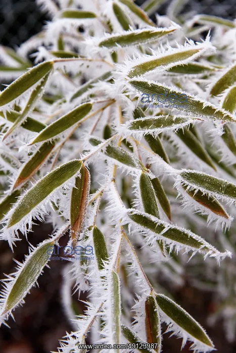 : Obernai, frosted bamboo leaves : Obernai, frosted bamboo leaves