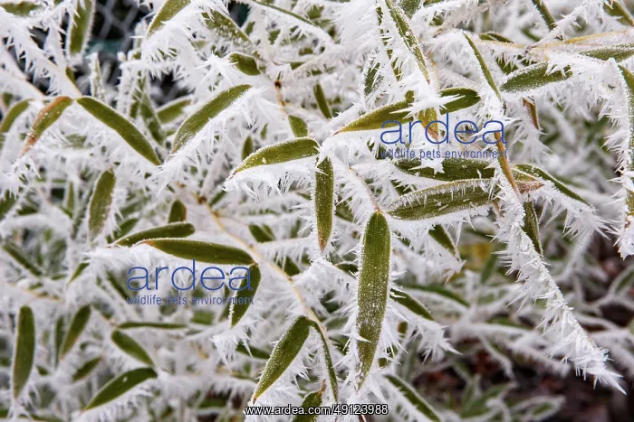  : Obernai, frosted bamboo leaves