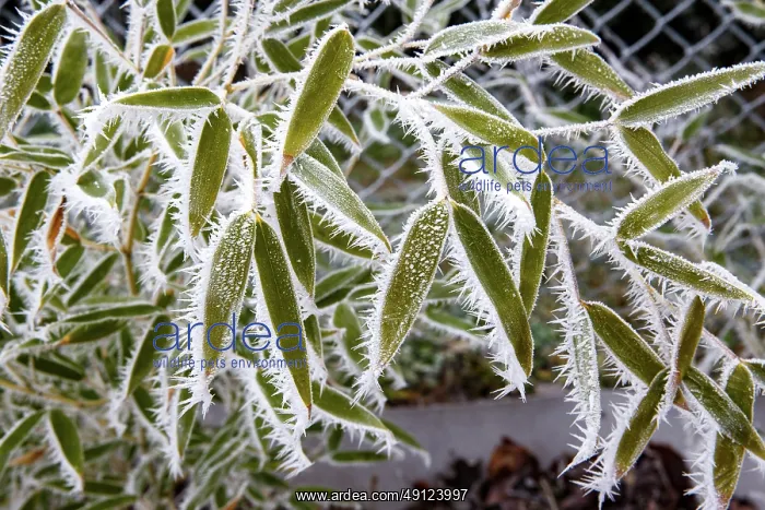 : Obernai, frosted bamboo leaves : Obernai, frosted bamboo leaves