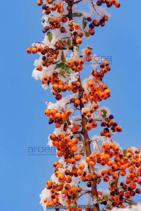 : Obernai, frosted hawthorn fruits : Obernai, frosted hawthorn fruits