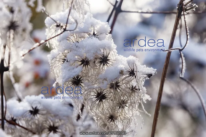 : Obernai, Frosted hedge clematis : Obernai, Frosted hedge clematis