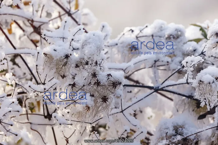 : Obernai, Frosted hedge clematis : Obernai, Frosted hedge clematis