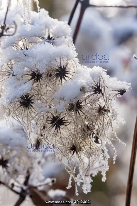: Obernai, Frosted hedge clematis : Obernai, Frosted hedge clematis