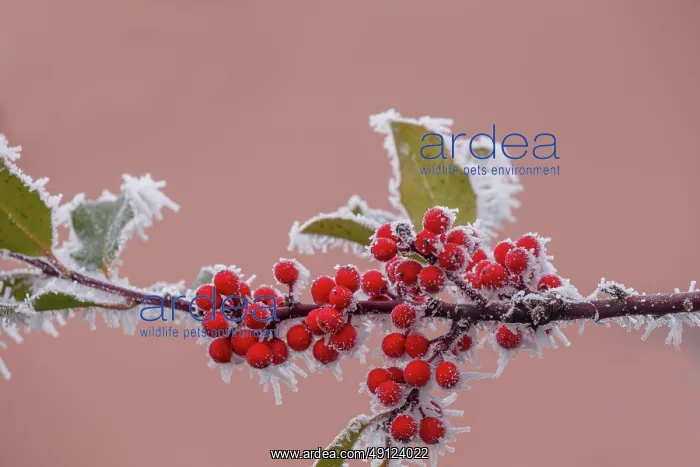 : Obernai, frosted holly leaves : Obernai, frosted holly leaves