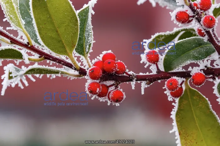 : Obernai, frosted holly leaves : Obernai, frosted holly leaves