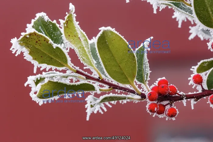 : Obernai, frosted holly leaves : Obernai, frosted holly leaves