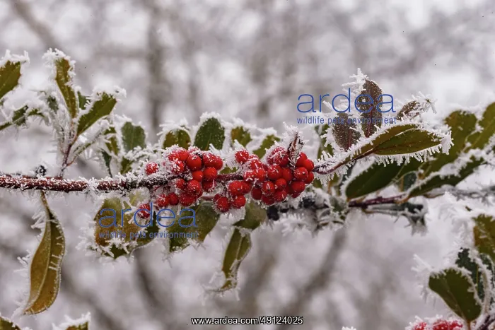: Obernai, frosted holly leaves : Obernai, frosted holly leaves