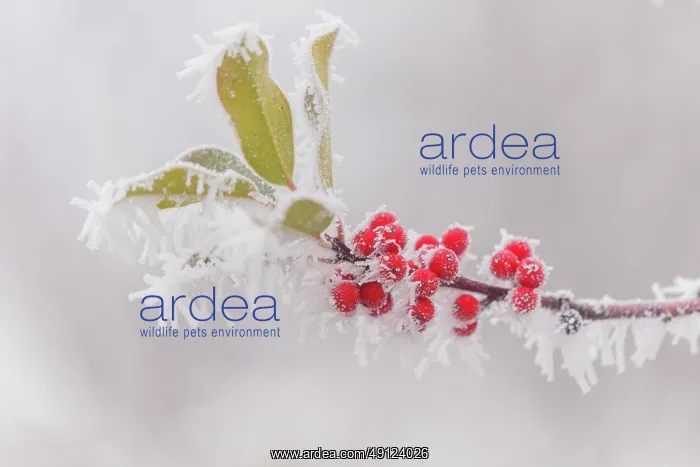 : Obernai, frosted holly leaves : Obernai, frosted holly leaves